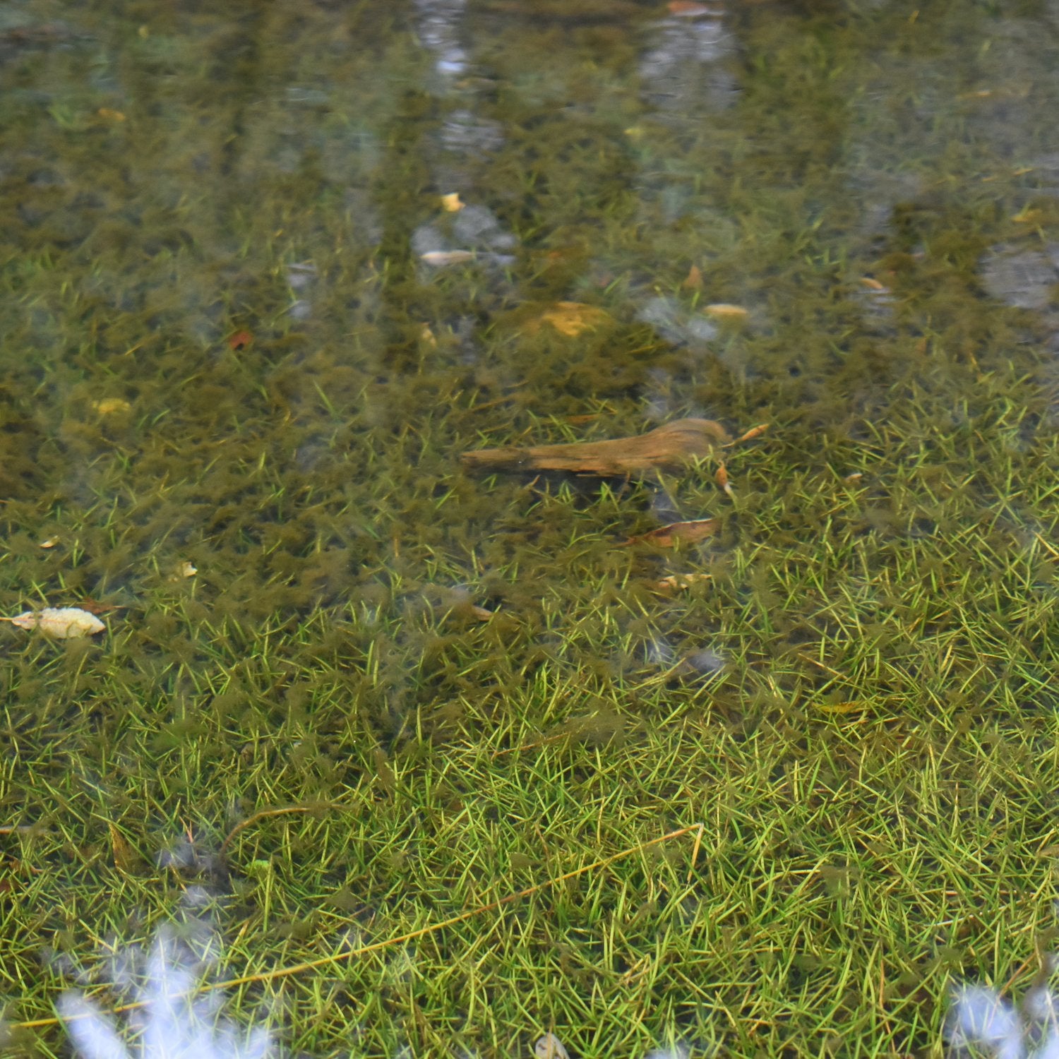 Close-up of weed and sediment in shallow loch water