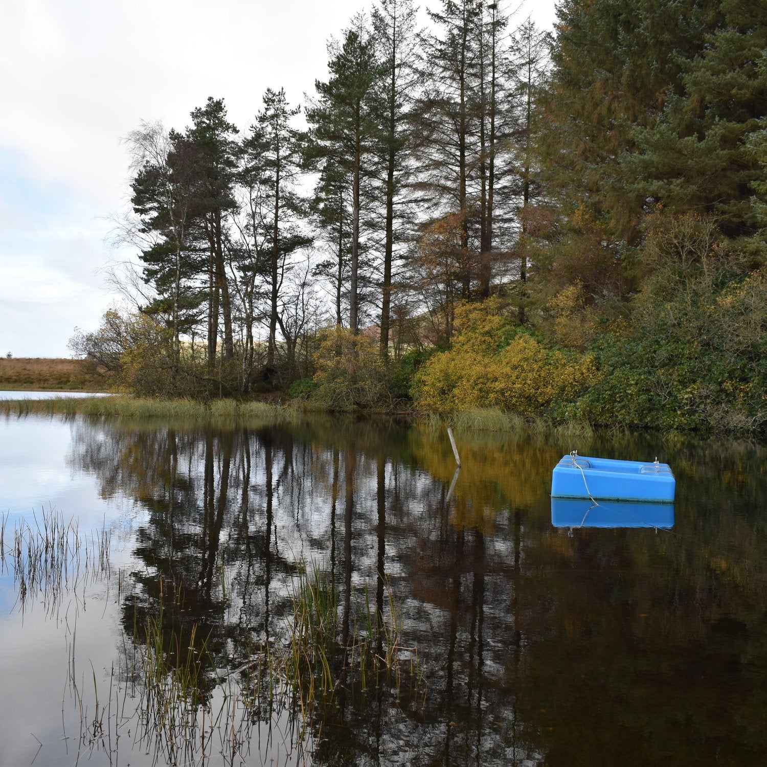 Floating water intake on Loch Walton beneath Scots pines