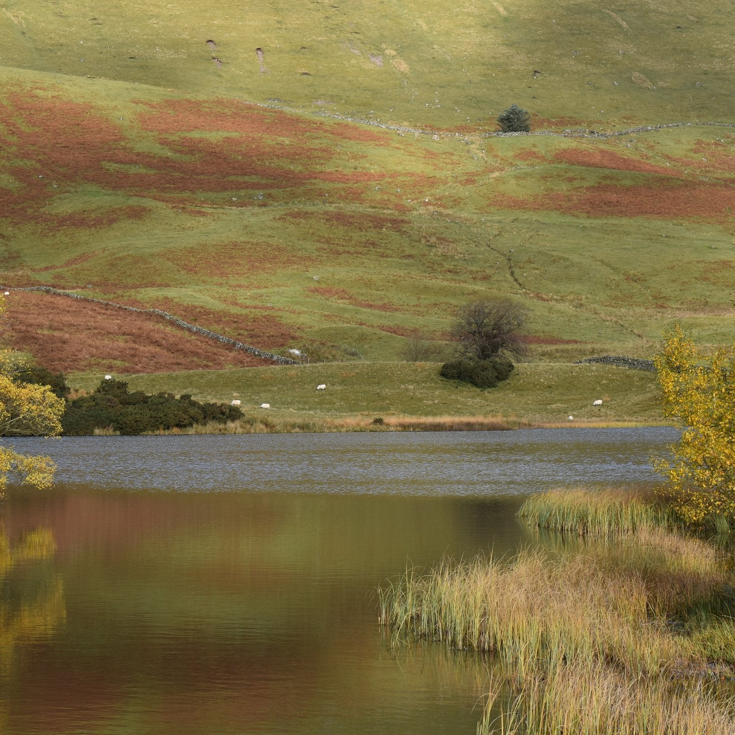 Loch Walton and autumn hillside with grazing sheep