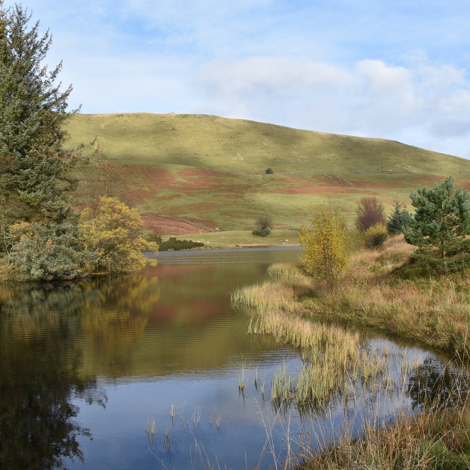 Small hill loch with reeds and conifers